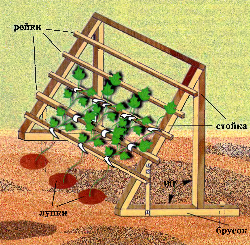 Шпалера для огурцов в открытом грунте схема